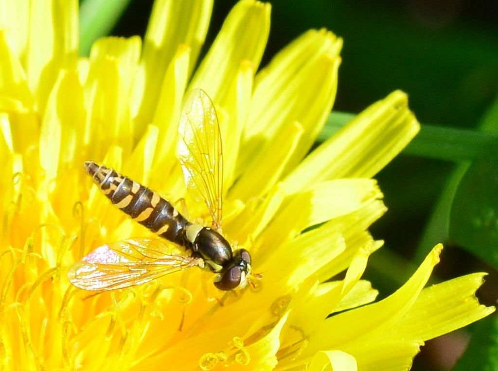 Femmina di Sphaerophoria sp.